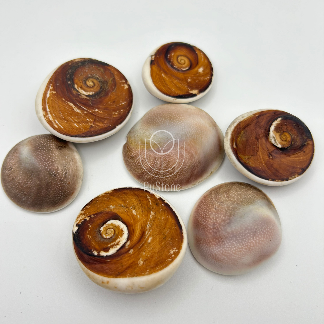 Muscheln Shivas Auge