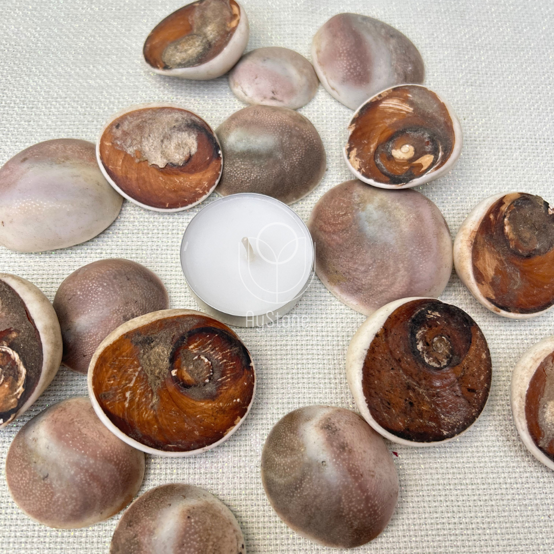 Muscheln Shivas Auge